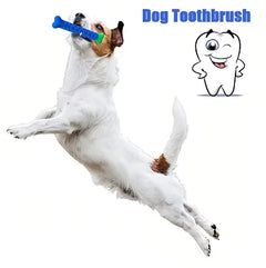 Dog Tooth Cleaning