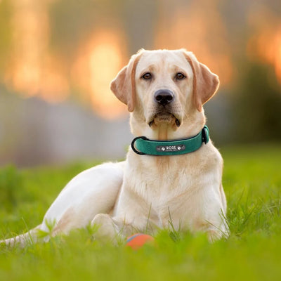 Leather Dog Collar