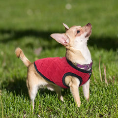 Winter Dog Jacket